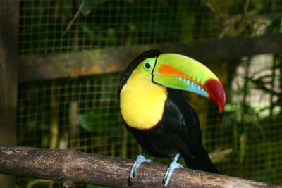 toucan in a cage